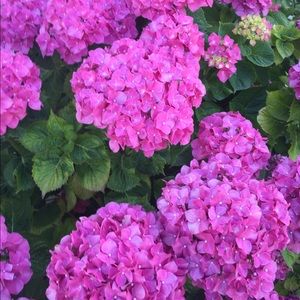 Meet your Posher, Leanne